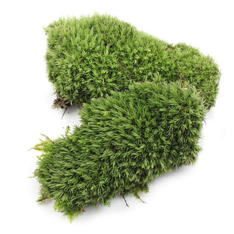 1Pcs Green Artificial Fake Moss Coral Stone Model Grass Plant Potted Micro Landscape Fairy Garden Aquarium Ornament Decoration