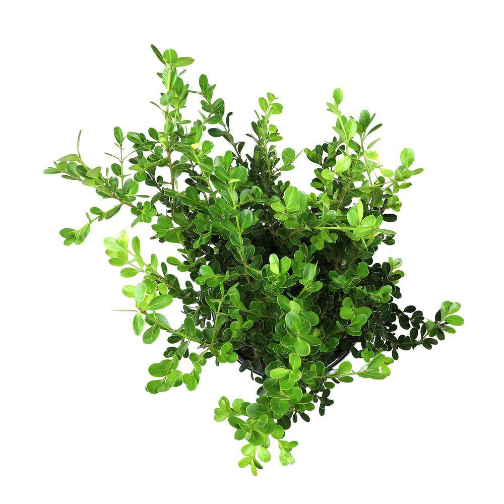 ALTMAN PLANTS 3G Japanese Boxwood Shrub (BUXUS JAPONICA) Single 0881412