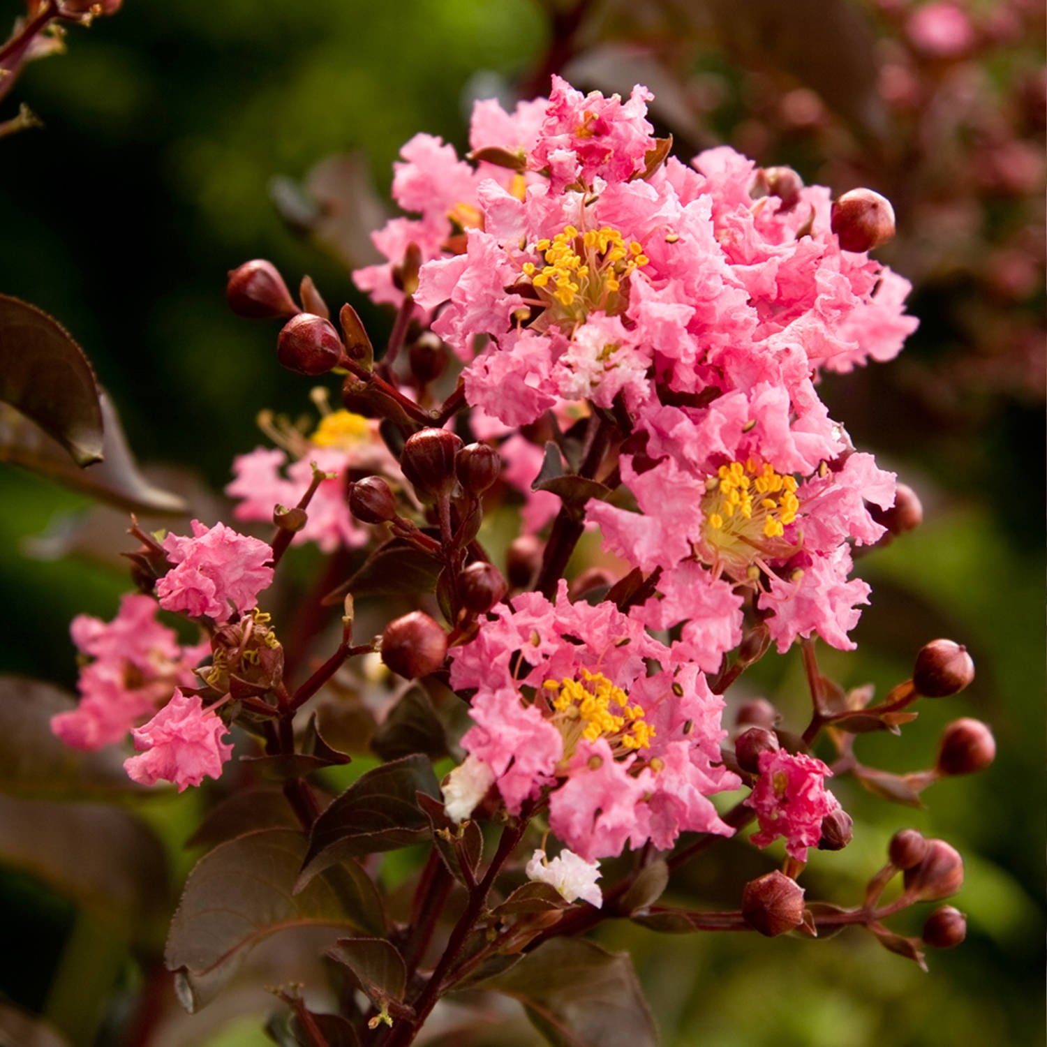 Delta Jazz Crapemyrtle (2 Gallon) Flowering Deciduous Shrub/Tree with Pink Blooms - Full Sun Live Outdoor Plant - Southern Living Plant Collection