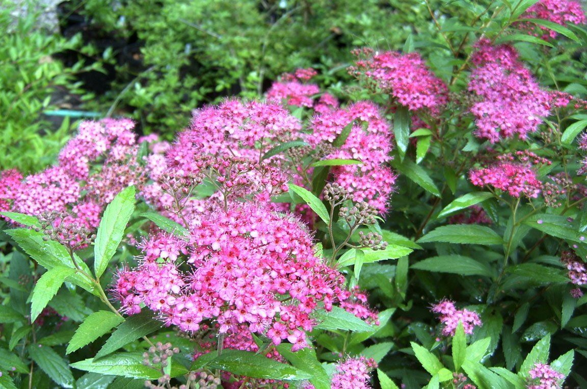 Spirea Magic Carpet