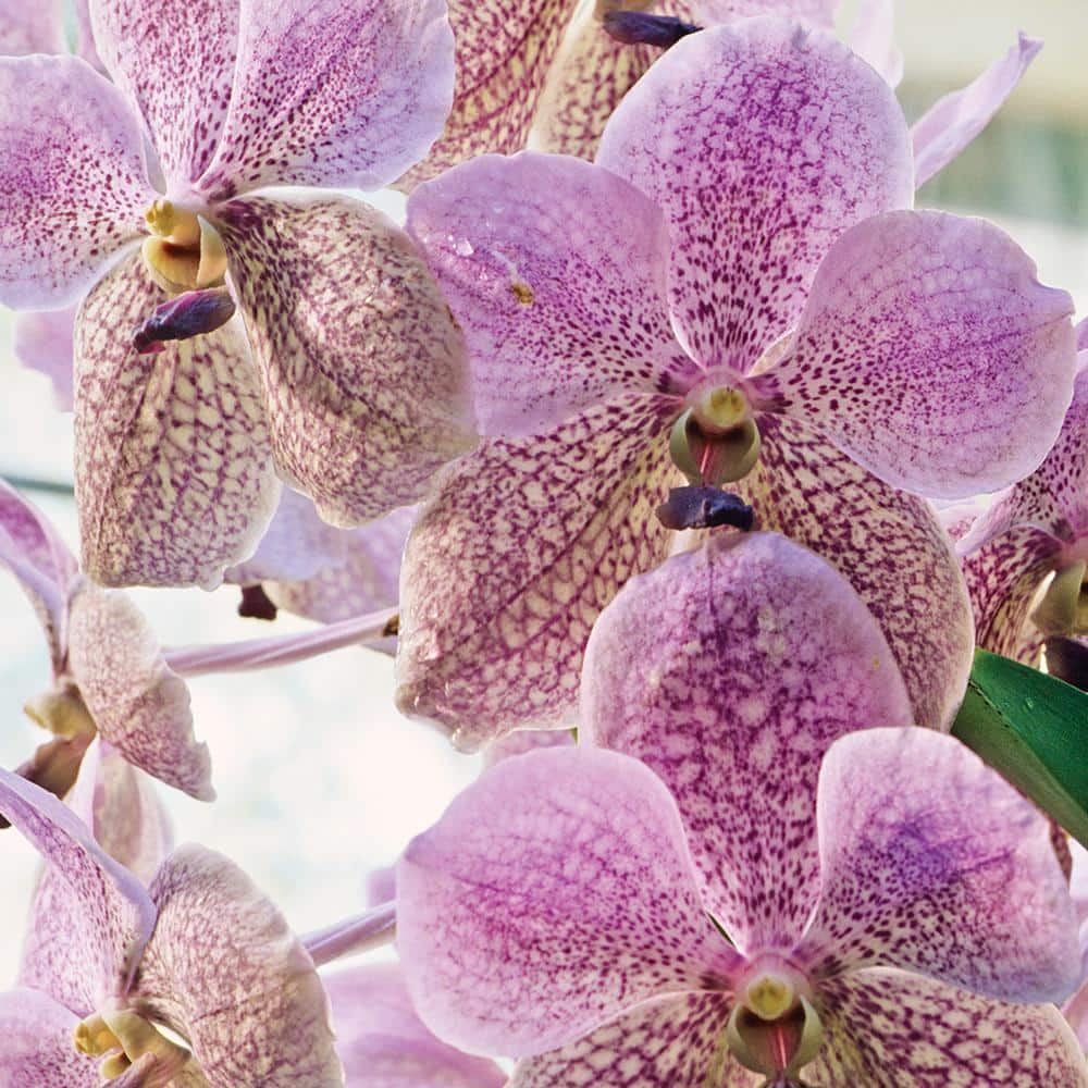 4 In. Multi-Colored Vanda Orchid 20340