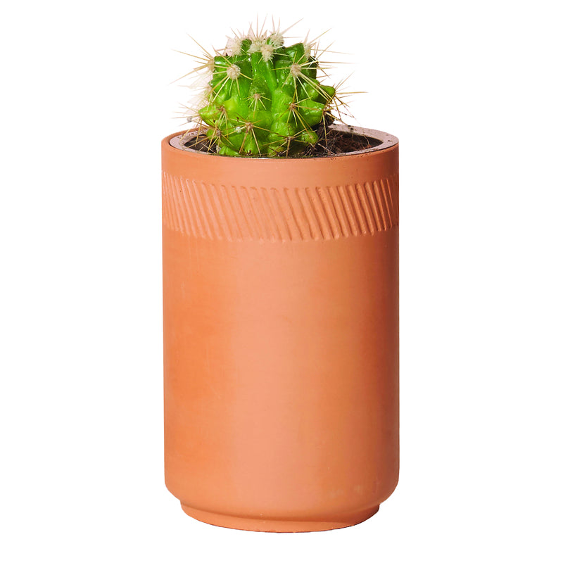 GROW KIT PRICKLY CACTUS