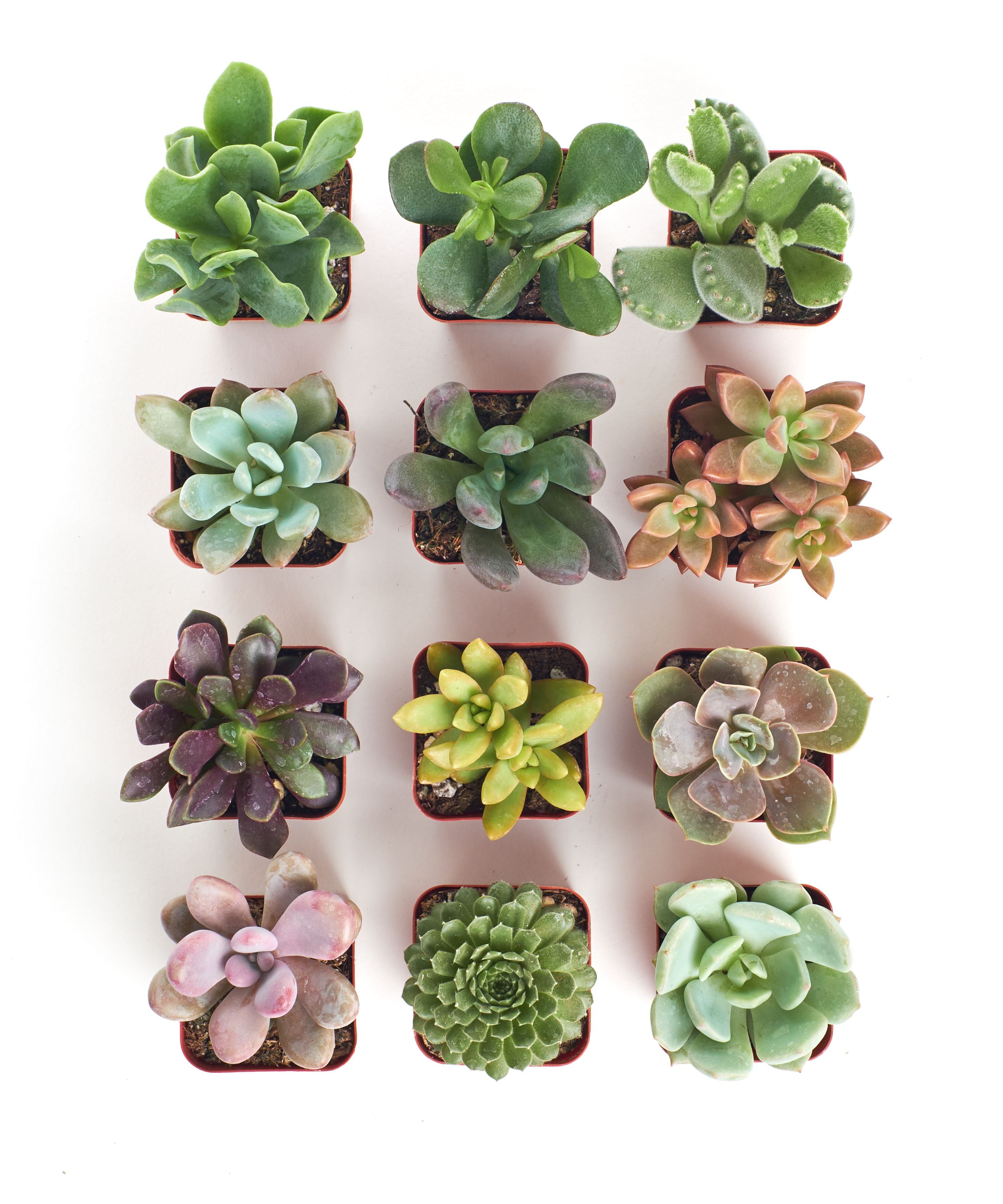 2 Inch Unique Succulent Collection (12 Pack)