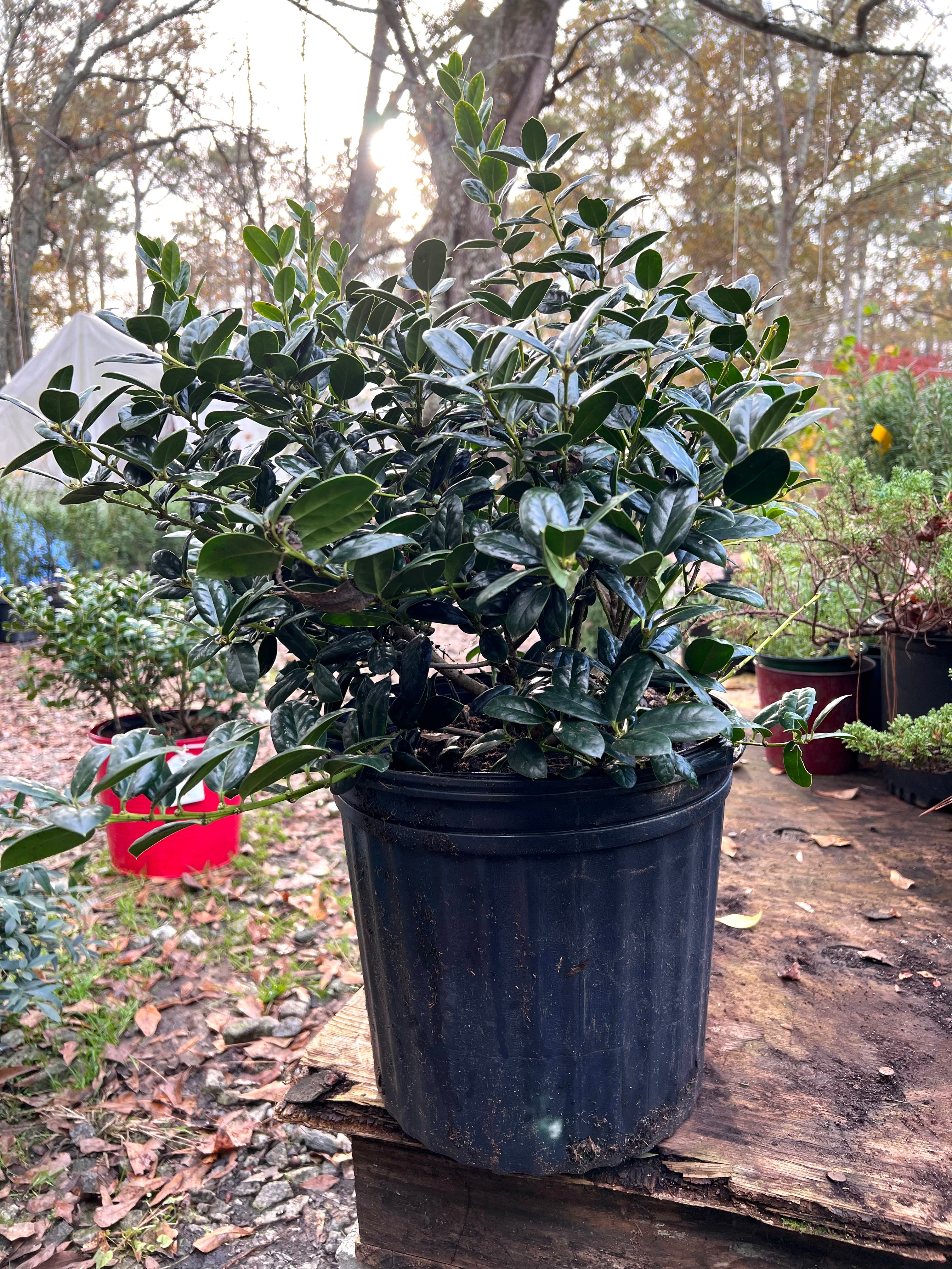 Dwarf Burford Holly