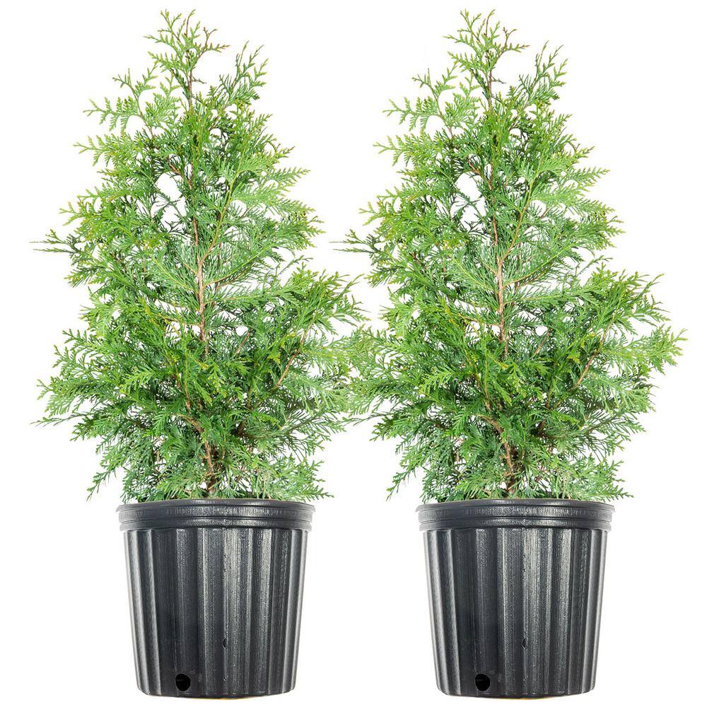 3 ft. - 4 ft. Thuja Green Giant Tree (2-Pack) THD00174