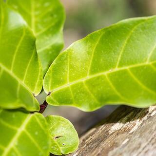 3 Gal. Fiddle Leaf Fig Plant (2-Pack) THD100002