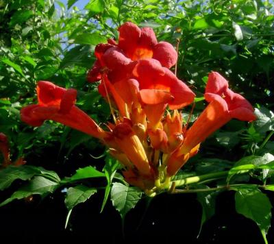 Classy Groundcovers - Trumpet Creeper Trumpet Vine， Cow Itch Vine {25 Bare Root Plants}