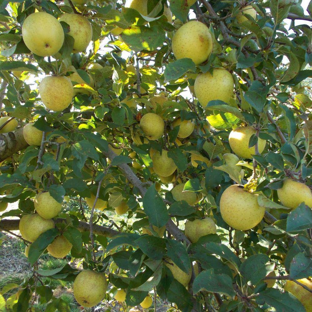7 Gal. Gold Rush Apple Tree APPGRU07G