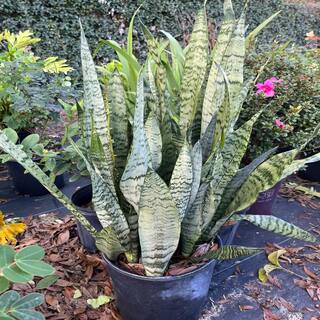 OnlinePlantCenter Snake Plant (Sansevieria) in 10 in. Black Nursery Pot SANS0011G3