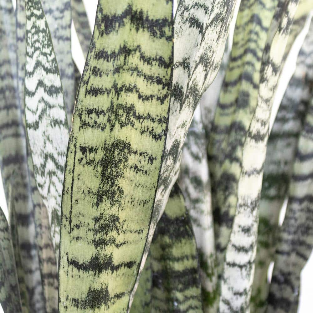 United Nursery Live Snake Plant Sansievieria Zeylanica in 9.25 Grower Pot 22693