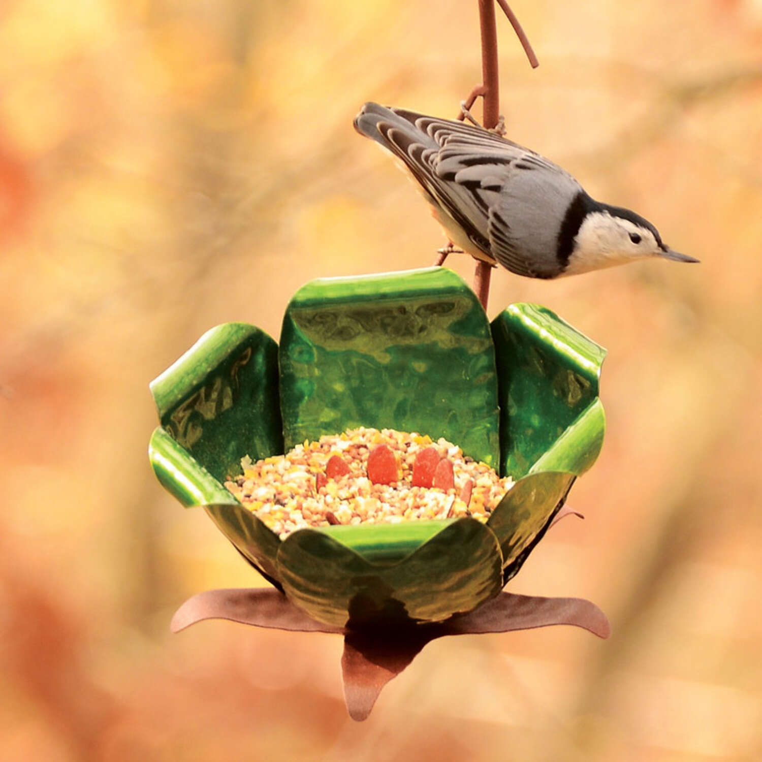 Desert Steel Tulip Songbird 1-1/2 lb. cap. Steel Bird Feeder 1 ports