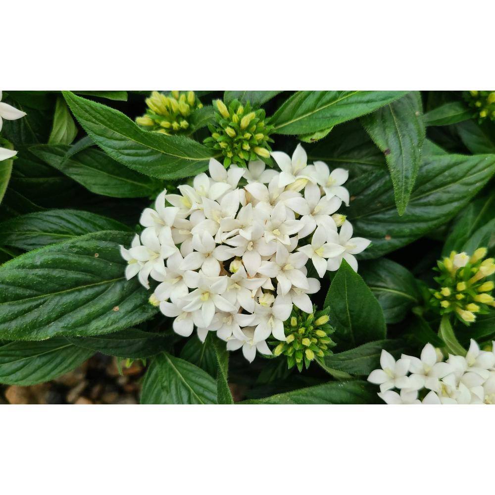 Pure Beauty Farms 1.38 Pt. Penta Plant White Flowers in 4.5 In. Grower's Pot (4-Plants) DC45PENTAWHI4