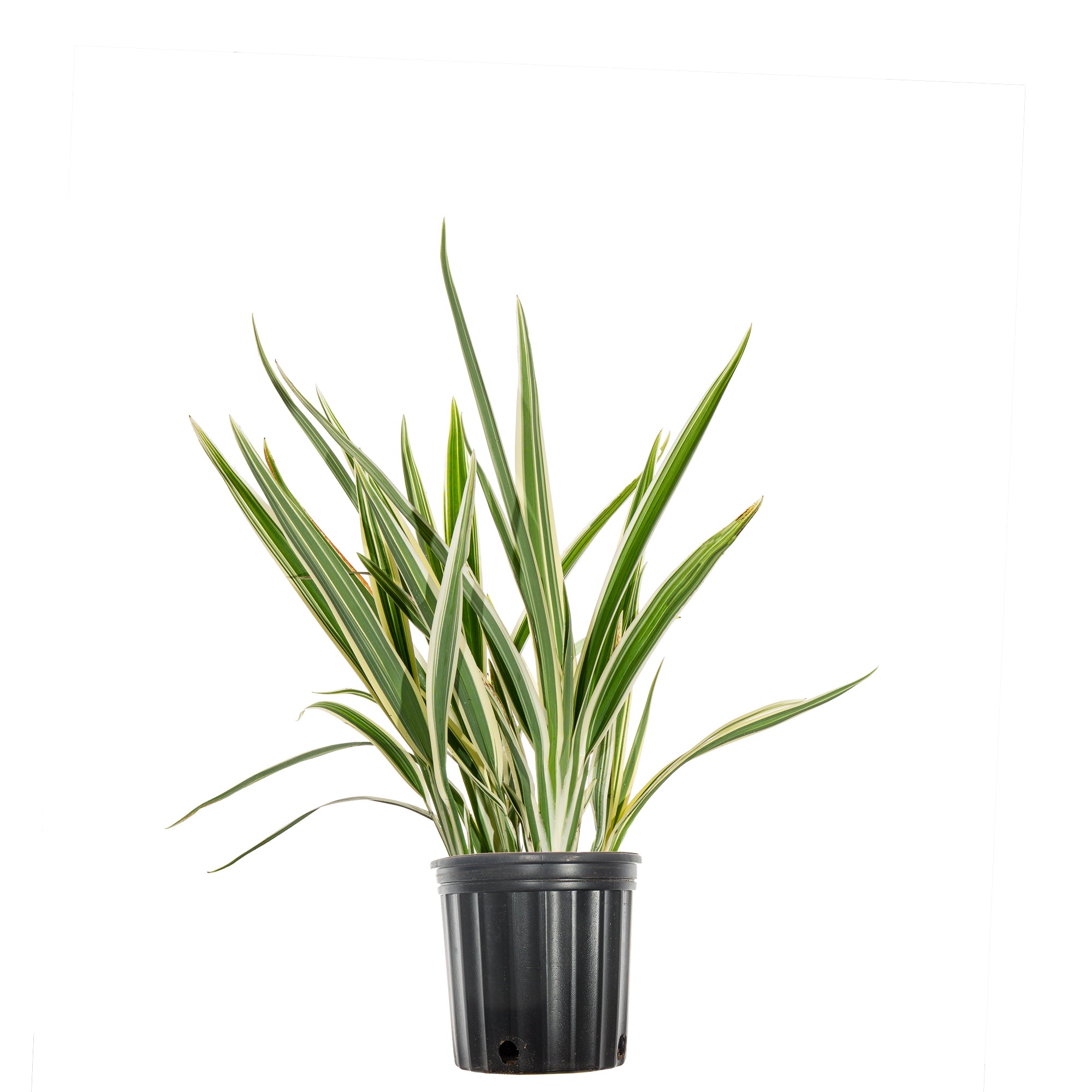 1 Gal. Variegated Flax Lily - Drought Tolerant - Indoor or Outdoor Flowering Accent Grass