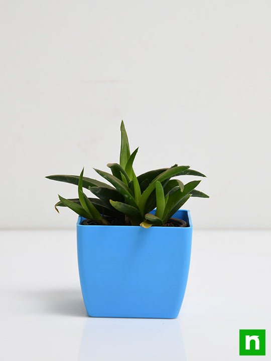 Alworthia Black Gem - Succulent Plant