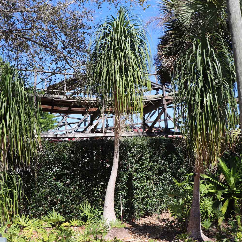 Ponytail Palm