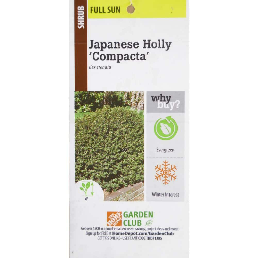 BELL NURSERY 3 Gal. Compacta Japanese Holly (Ilex Crenata) Live Evergreen Shrub ILEXC3CRE1PK