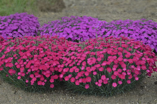 0.65 Gallon Paint The Town Magenta (Dianthus) Live Plant， Purple Flowers