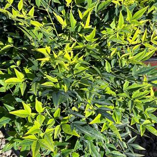 Alder  Oak #3 Container 'Lemon Lime' Heavenly Bamboo NALL03