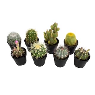 SMART PLANET 2.5 in. Cactus Collection Plant (8-Pack) 0880054