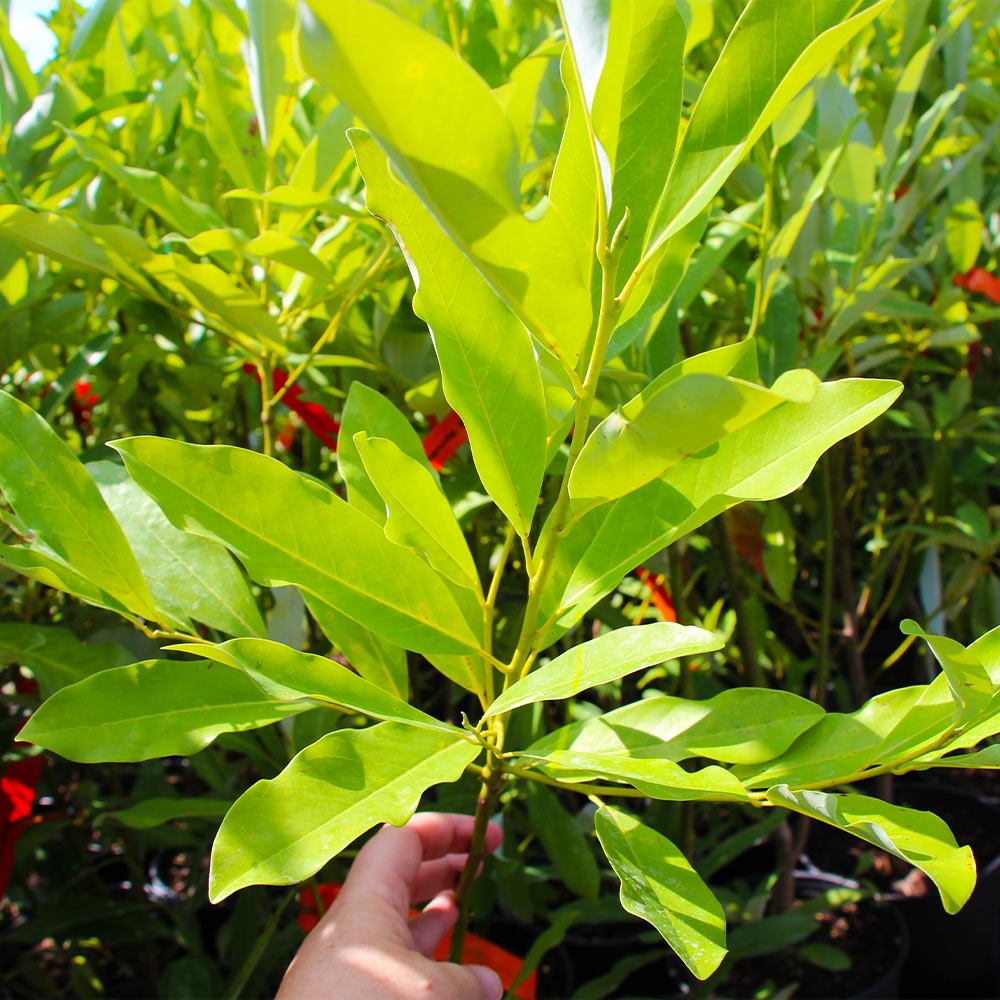 Sweetbay Magnolia Tree