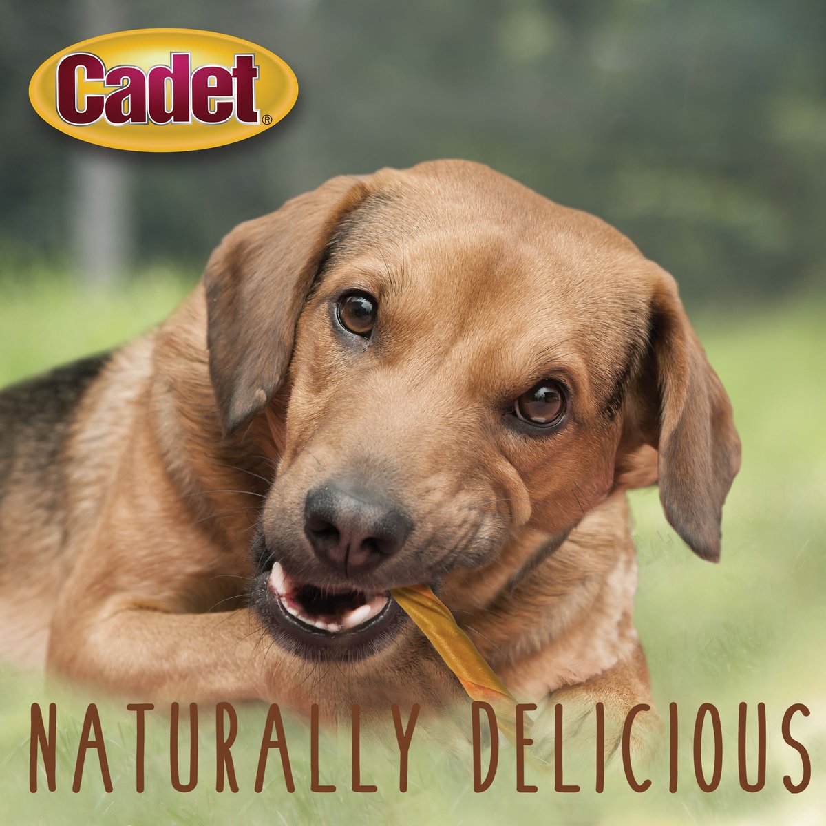 Cadet Choice Chews Peanut Butter Flavor Dog Treats