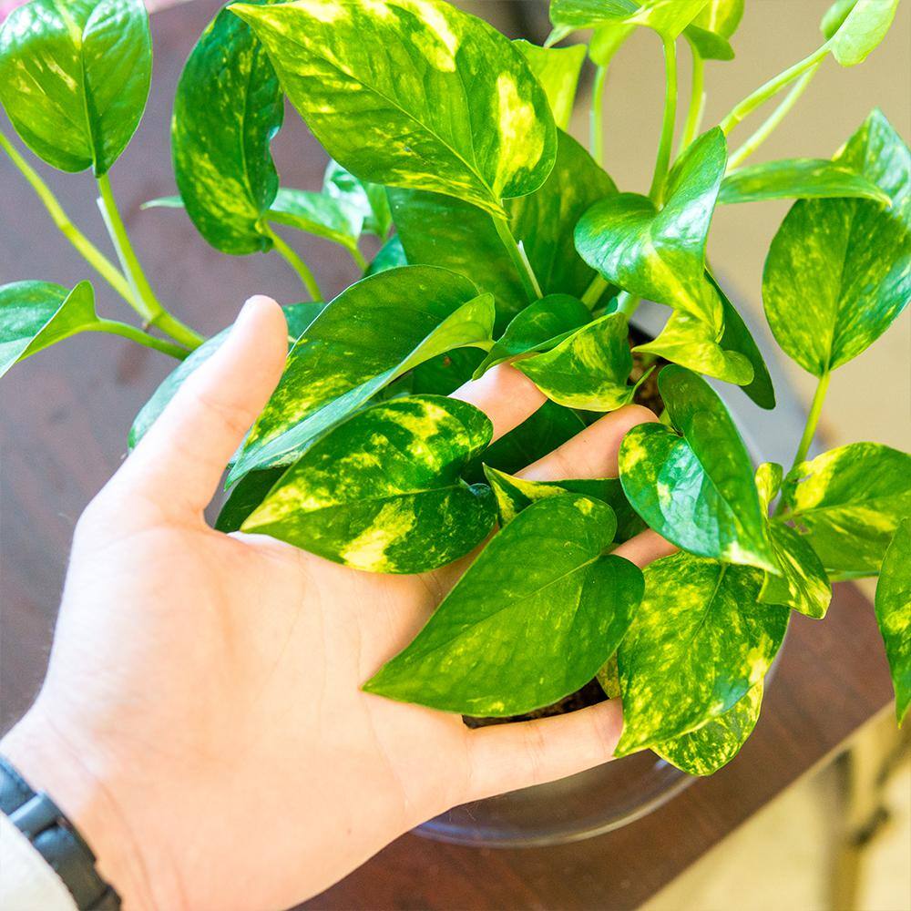 Perfect Plants Golden Pothos Devils Ivy Plant in 6 in. Grower's Pot (2-Pack) THD00403