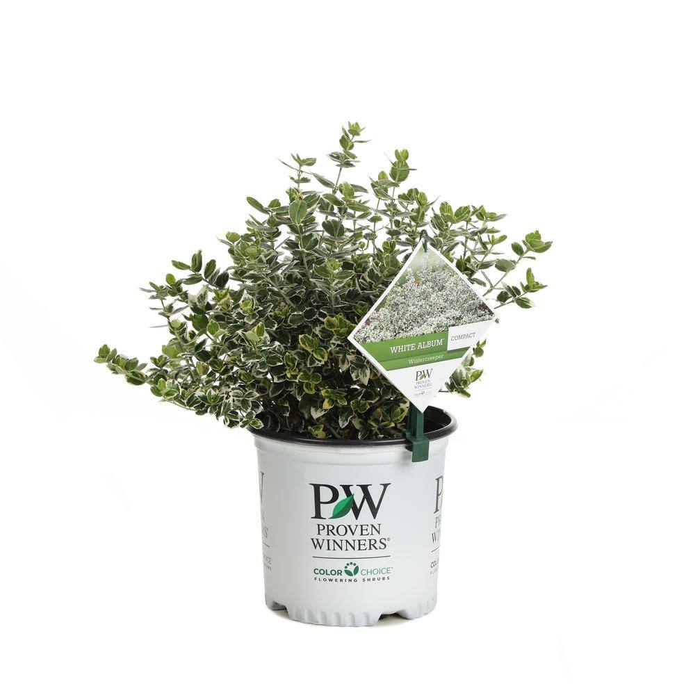 PROVEN WINNERS 1 Gal. White Album Wintercreeper (Euonymus) Live Shrub Green and White Foliage EUOPRC1036101