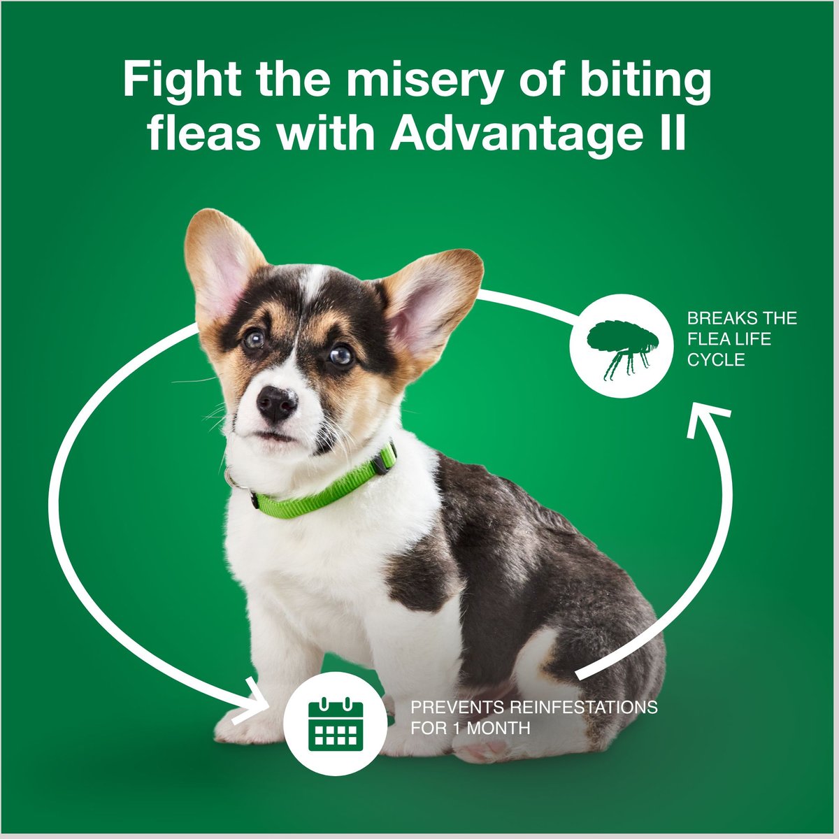 Advantage II Flea Spot Treatment for Dogs， 3-10 lbs