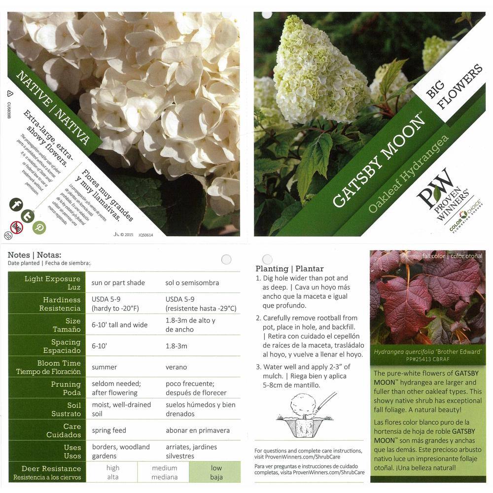 PROVEN WINNERS 4.5 in qt. Gatsby Moon Oakleaf Hydrangea (Quercifolia) Live Shrub White to Green Flowers HYDPRC3607800