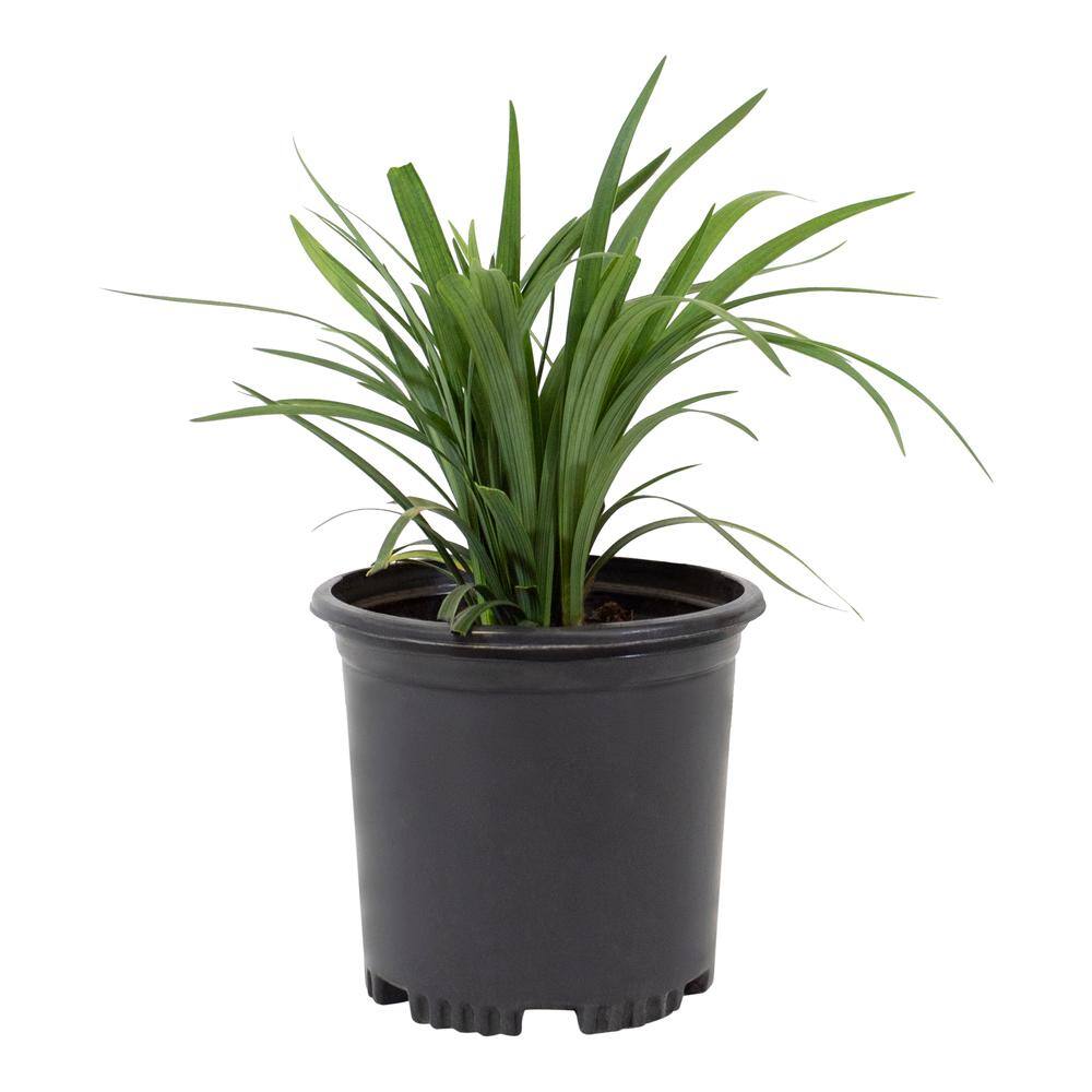 ALTMAN PLANTS 1 Gal. Liriope Super Blue Shrub Plant 0881290