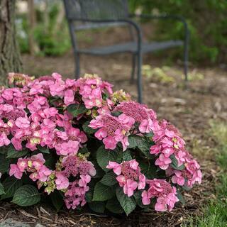 Endless Summer 2 Gal. Pop Star Reblooming Hydrangea Flowering Shrub with Electric Blue or Pink Lacecap Flowers 17206