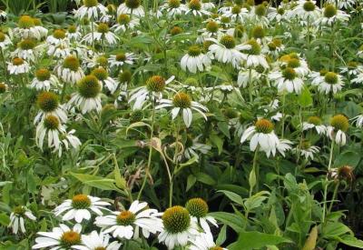 Classy Groundcovers - White Cone Flower Alba Coneflower， Hedgehog Coneflower {25 Pots - 3 1/2 inch Square}