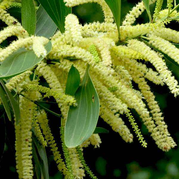 Acacia Mangium - 0.5 kg Seeds