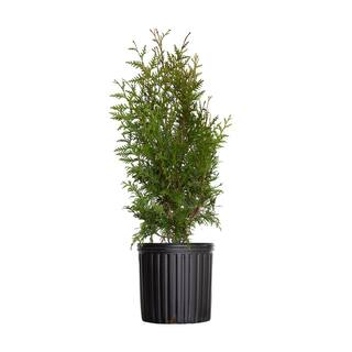 FLOWERWOOD 2.5 Gal - Green Giant Arborvitae (Thuja) TreeShrub with Fast-Growing Evergreen Foliage 30 Plus in. Tall 55243FL