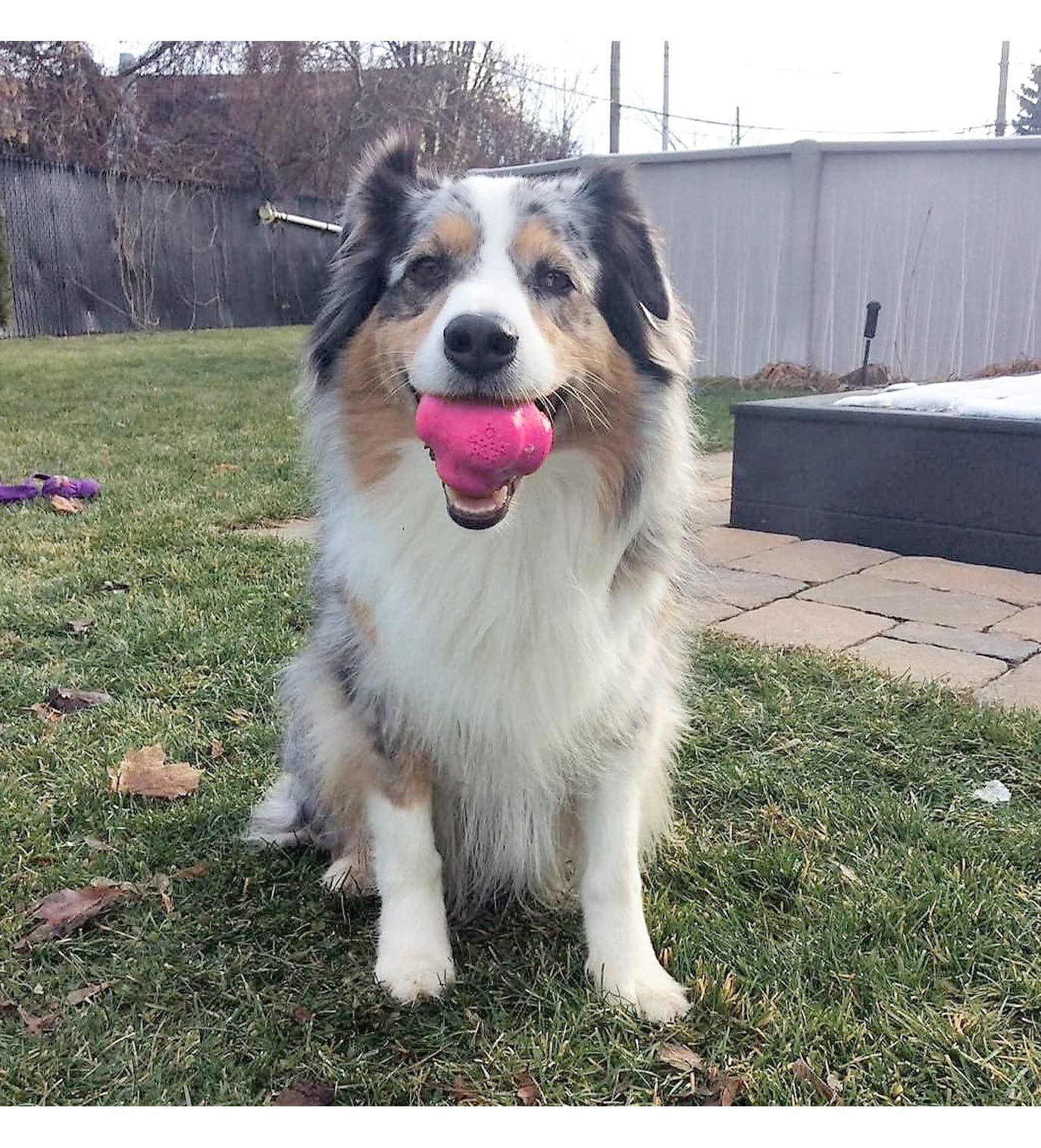 Sodapup Crazy Bounce Retrieving Dog Toy - Pink