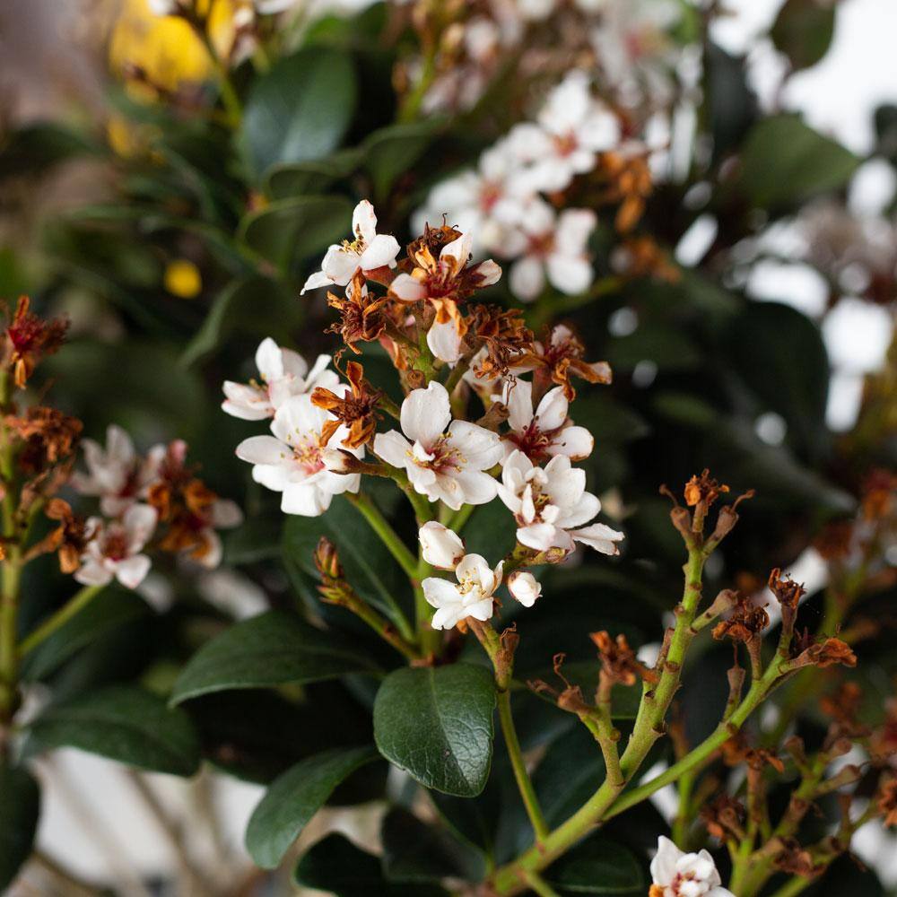 SOUTHERN LIVING 2 Gal. Spring Sonata Indian Hawthorn Live Evergreen Shrub White Flower Clusters 51692