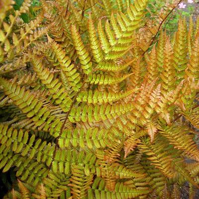 Classy Groundcovers - Dryopteris erythrosora Aspidium erythrosora， Dryopteris bulligera， Dryopteris distantipinna， Dryopteris linyingensis， Dryopteris oblongipinnula  {25 Pots - 3 1/2 inch Square}