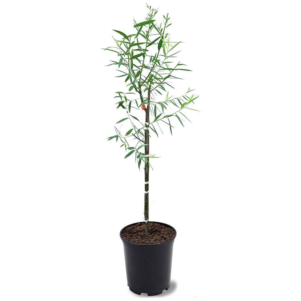 1 Gal. Weeping Willow Deciduous Tree WILWEE01G