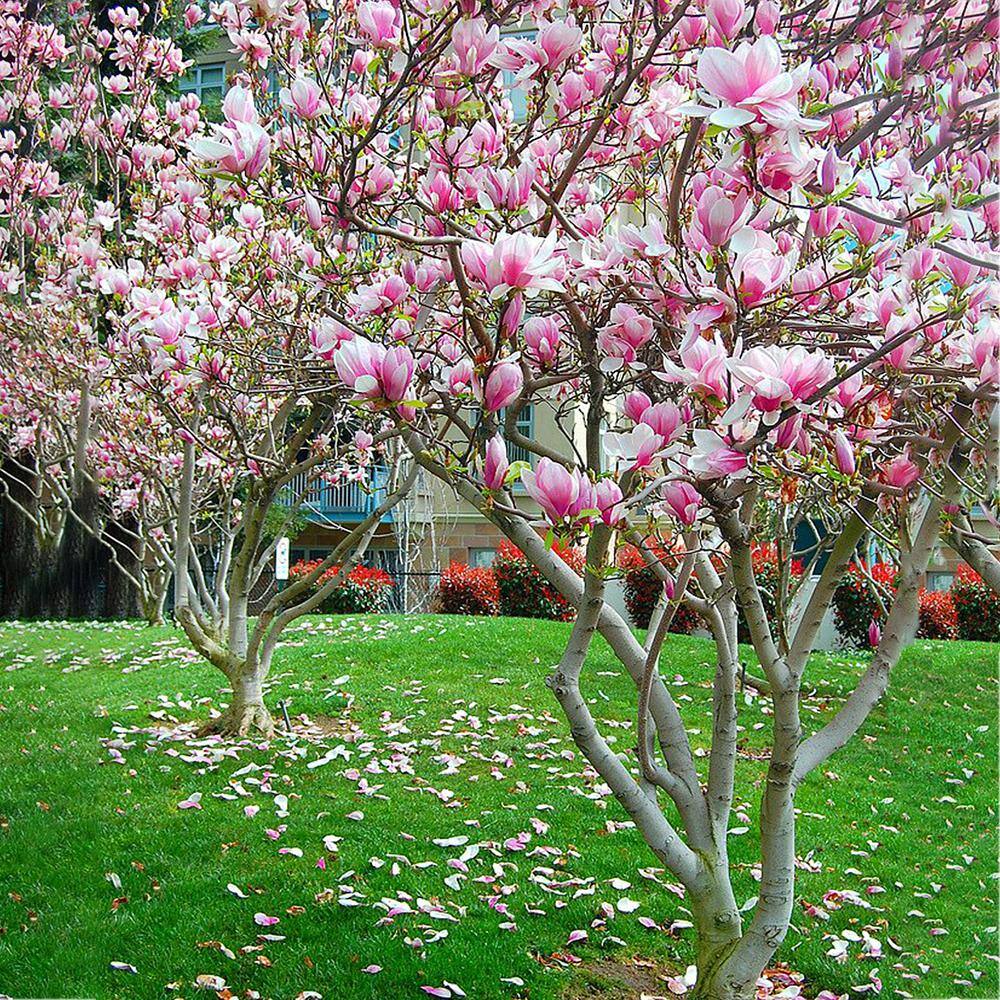 Alexandrina Japanese Magnolia Pink Flowering Decidiuous Ornamental Tree MAGALE01G