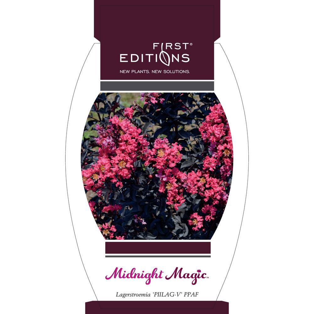 FIRST EDITIONS 7 gal. Midnight Magic Crapemyrtle Flowering Shrub with Dark Pink Flowers 15641