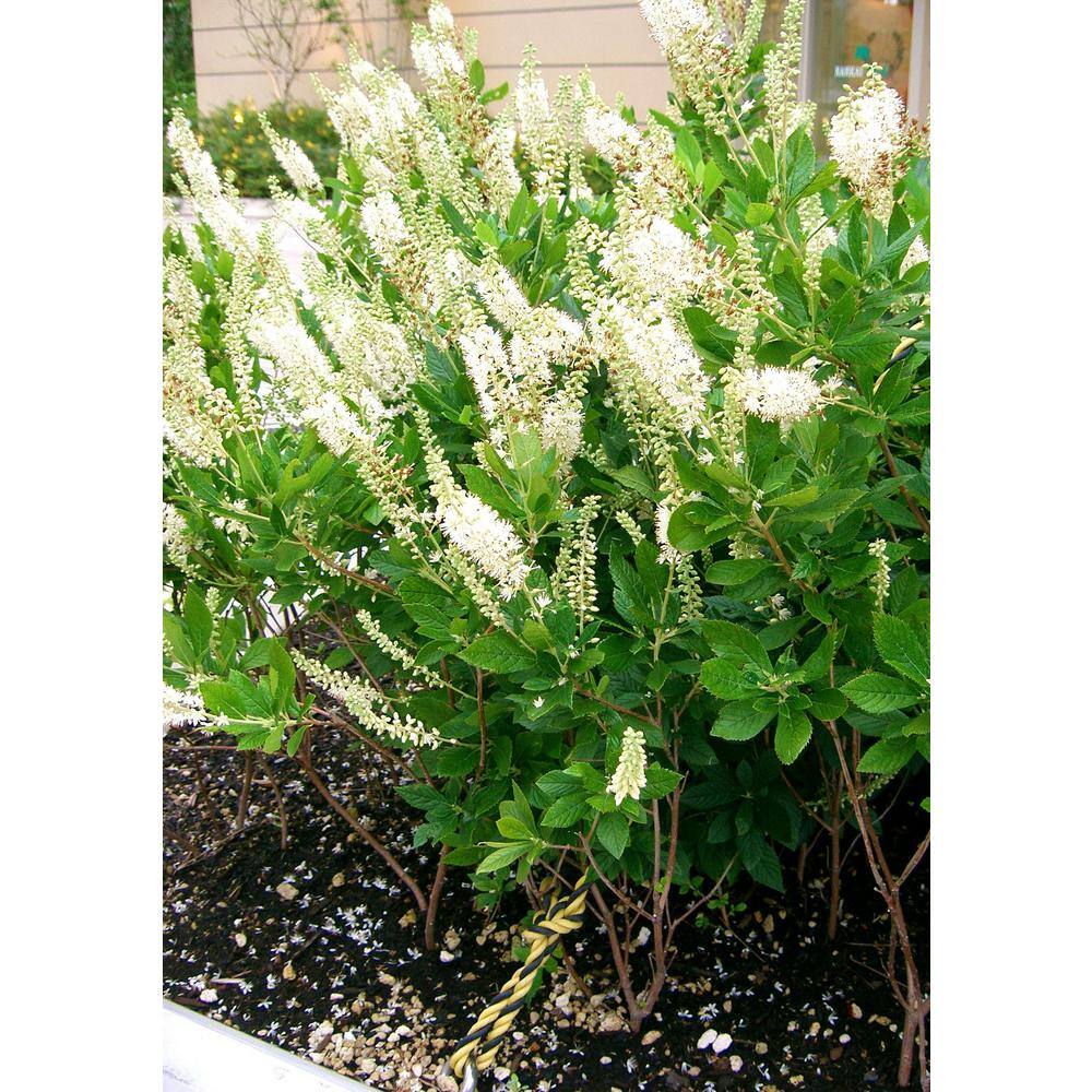 Online Orchards 1 Gal. 16-Candles Summersweet Shrub SBSS002