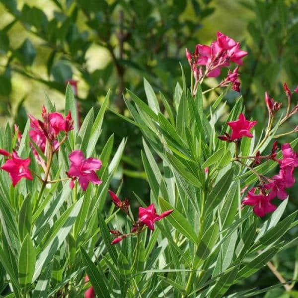 PROVEN WINNERS 1 Gal. Austin Pretty Limits Oleander (Nerium) Live Plant Shrub Pink Flowers NERPRC1006101