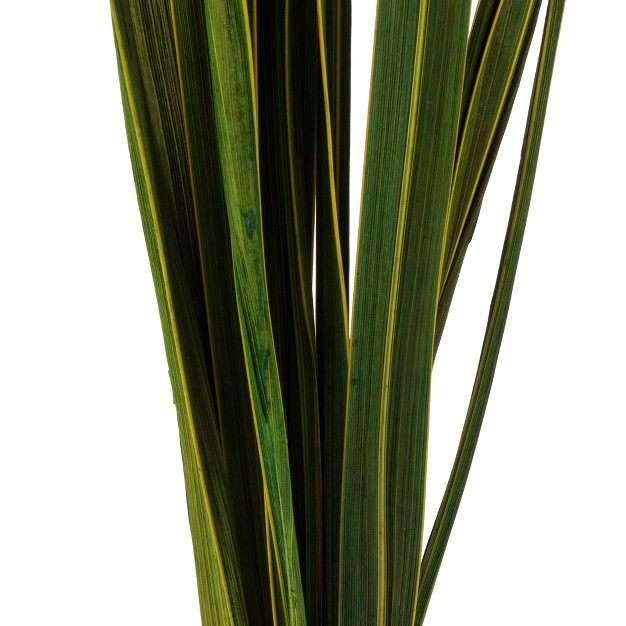 Snake Grass Dried 12 Stems