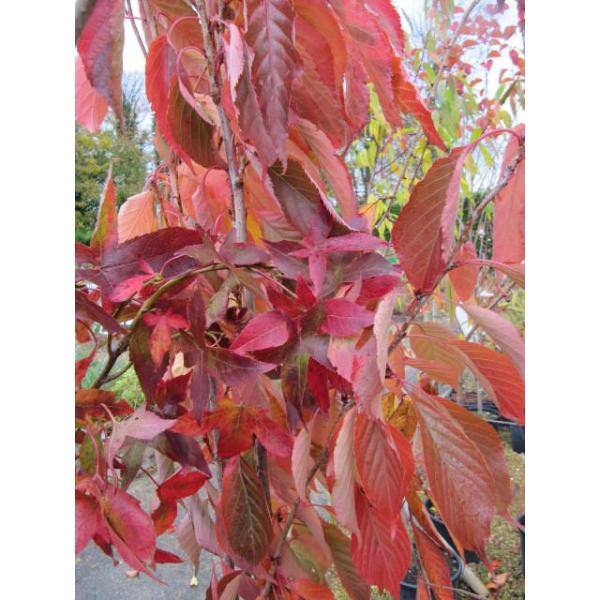 Online Orchards 3 ft. Amanogawa Cherry Blossom Tree with Narrow Columnar Growth and Profuse Pale Pink Flowers FLCH209