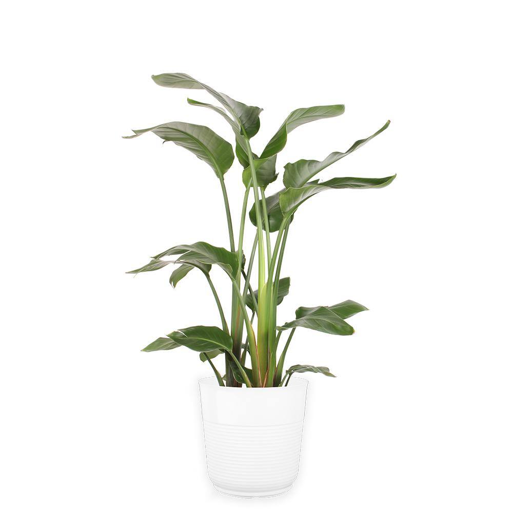 Costa Farms White Bird of Paradise Indoor Plant in 10 in. Grower Pot Avg. Shipping Height 2-3 ft. Tall CO.3.WB11.PARWHT