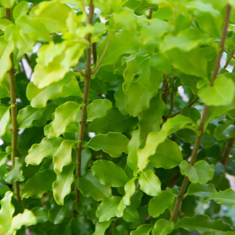 SOUTHERN LIVING 2 Gal. Sunshine Ligustrum with Plant Koo-z Pot Sleeve Cover (Motley Weave) 39532-DECO-MW