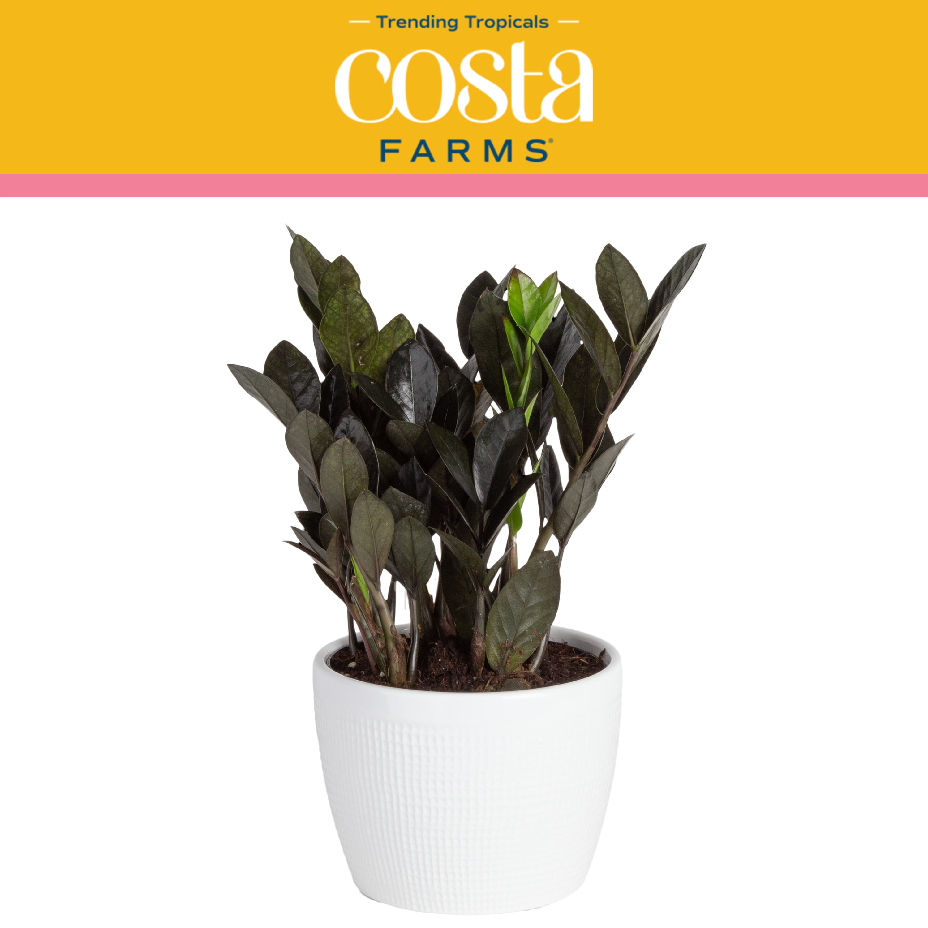 Costa Farms Trending Tropicals Live Indoor and Outdoor 10in. Tall Black Raven® ZZ Zamioculcas ‘Dowon’; Medium， Indirect Light Plant in 6in. mixed material Planter