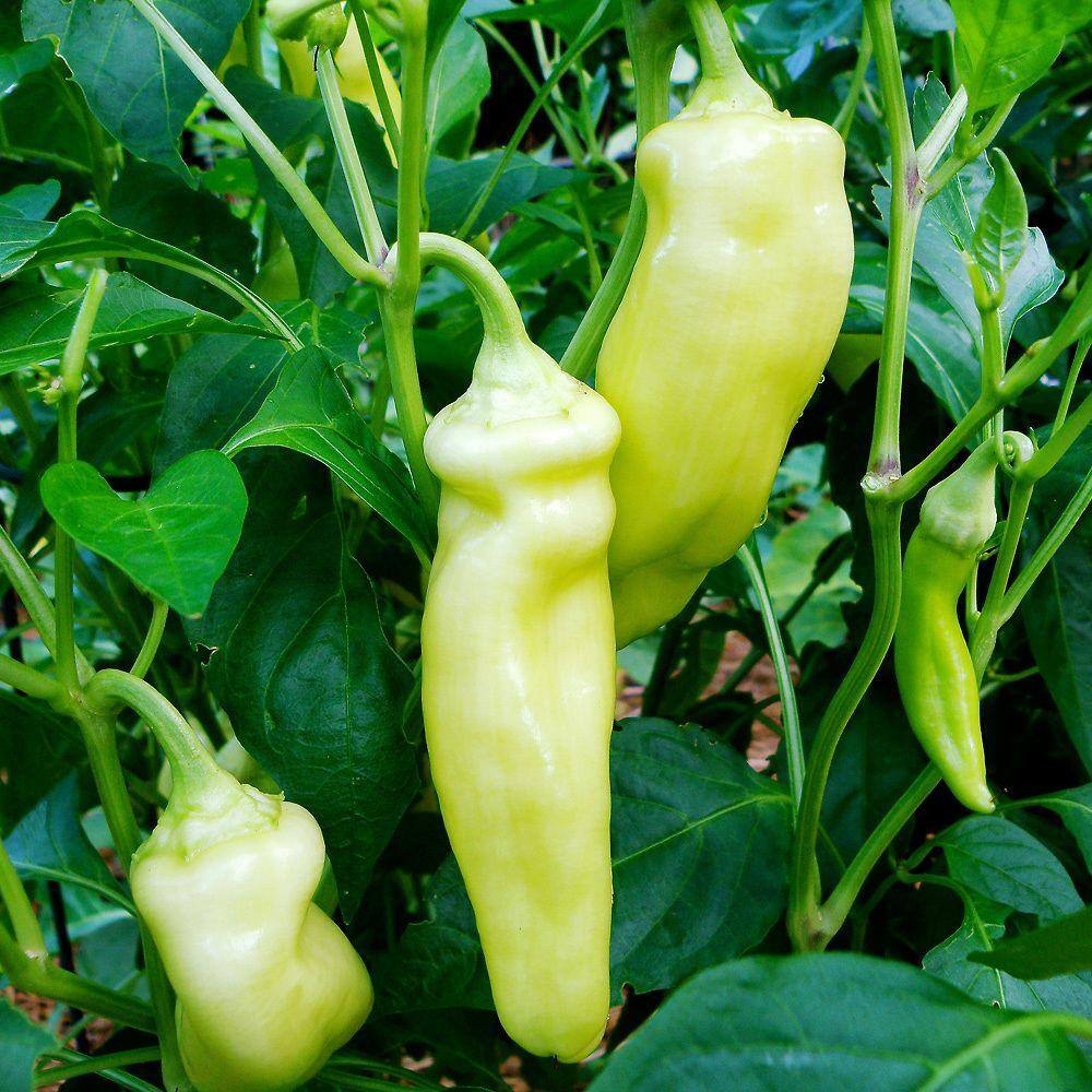 Bonnie Plants 2.32 qt. Hot Banana Pepper Plant 2300