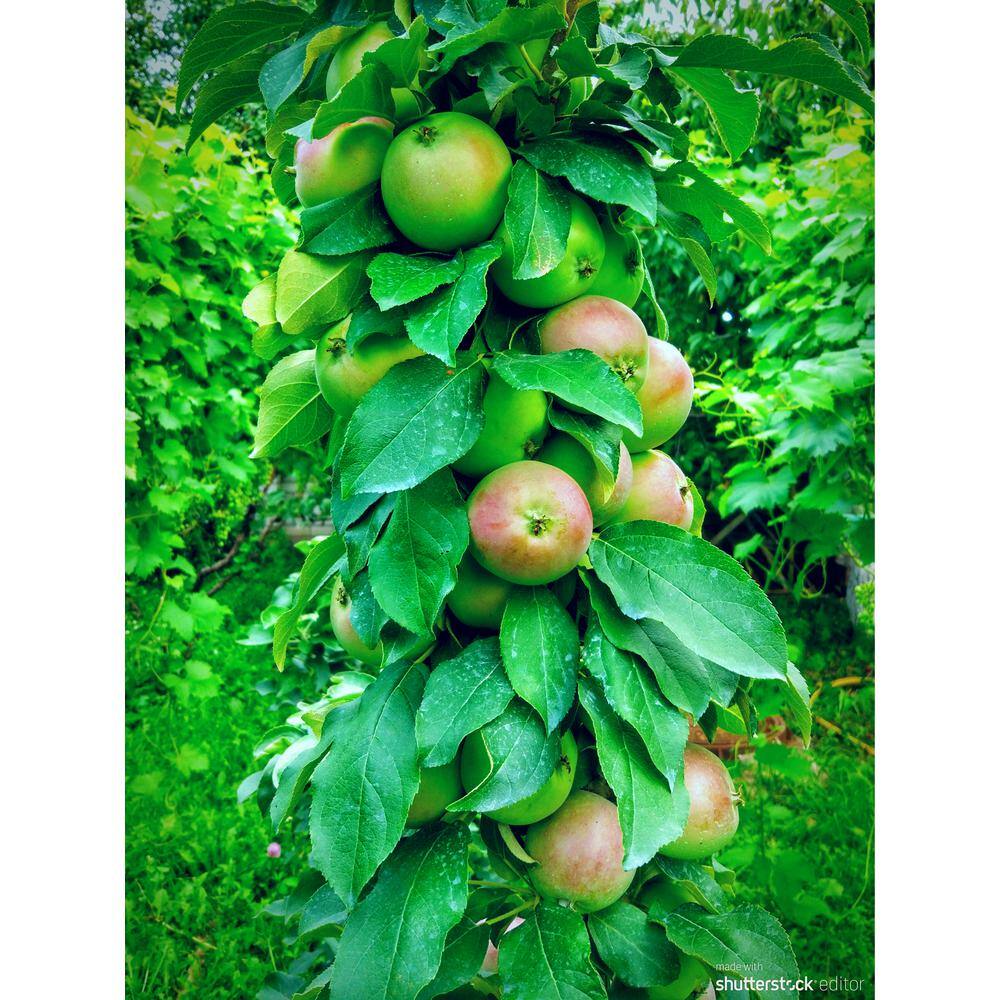 Online Orchards North Pole Limbless Apple Tree (Bare-Root 3 ft. to 4 ft. Tall 2-Years Old) FTCA002