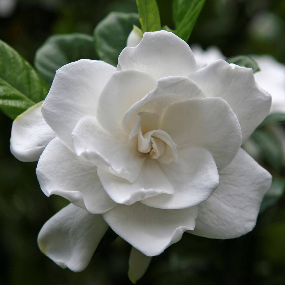 national PLANT NETWORK 2.25 Gal. White Blooms Radicans Gardenia Plant HD7492